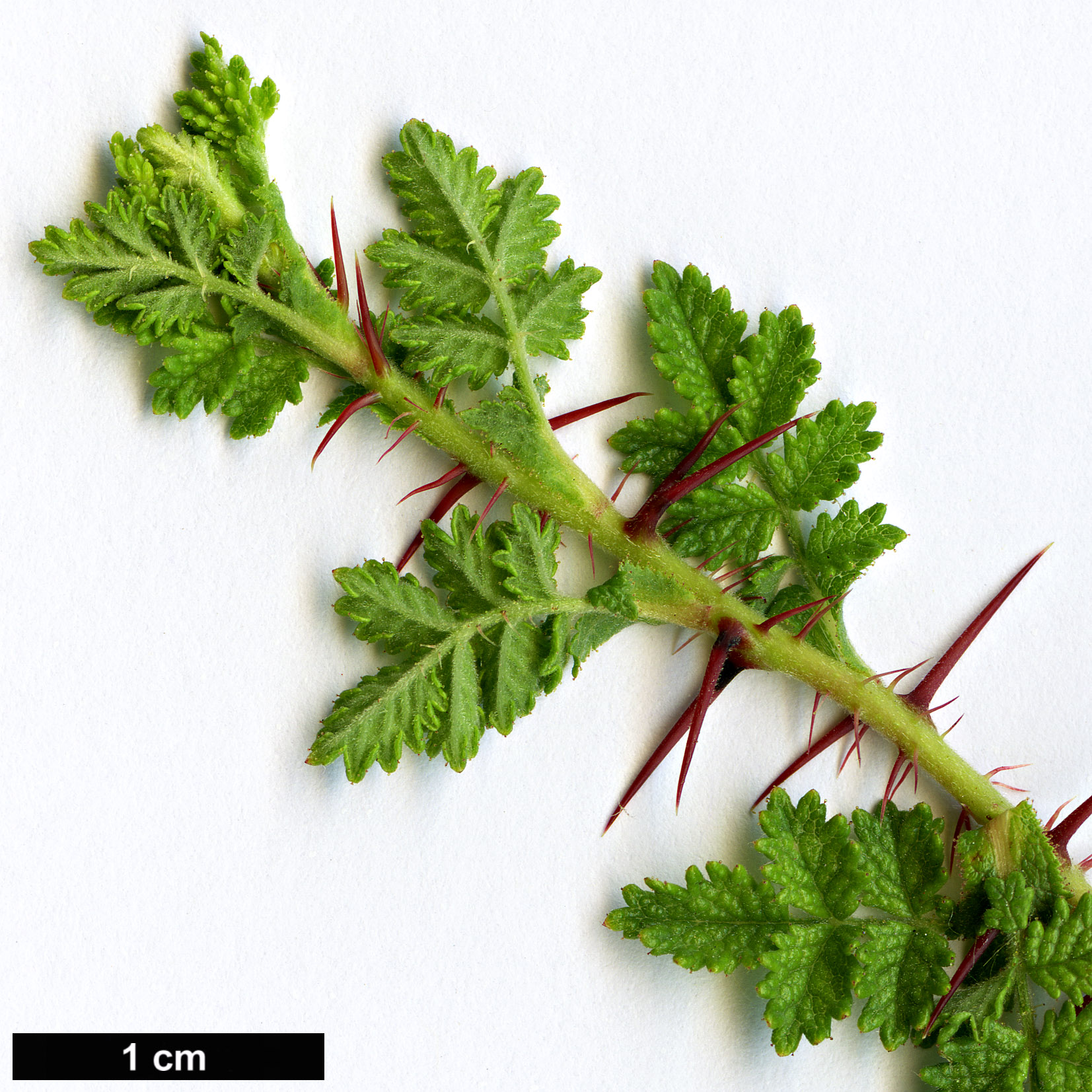 High resolution image: Family: Rosaceae - Genus: Rosa - Taxon: minutifolia